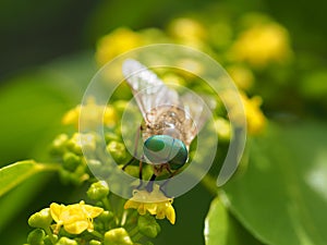 Horsefly lat.Â Tabanidae on yellow flower